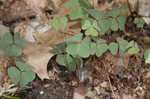 Violet woodsorrel